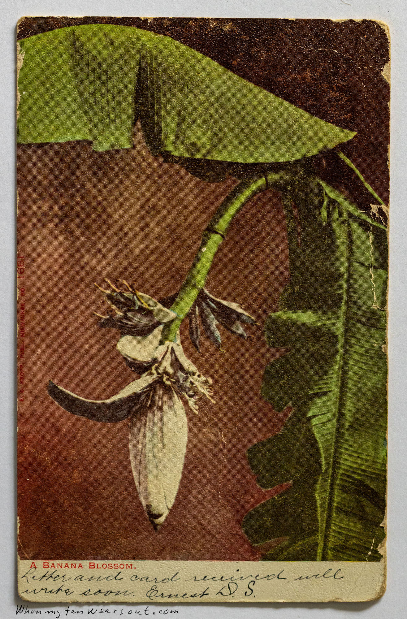 A colorized vintage postcard showing a large, cream-colored banana blossom hanging from a green banana tree stalk, with small green bananas starting to form at the top of the blossom. The background is a warm, mottled brown. Printed text